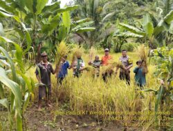 Panen Perdana Padi Lahan Kering Gunungkidul 2026: Zona Selatan Bangkit, Petani Gogo Tuai Harapan Baru