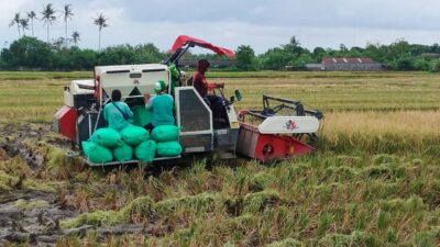 Inflasi DIY Terkendali di Akhir Tahun 2025, Kesejahteraan Petani Meningkat
