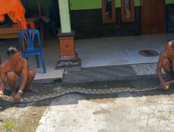 Ular Sebesar Lengan Orang Dewasa Gegerkan Warga Jatisawit