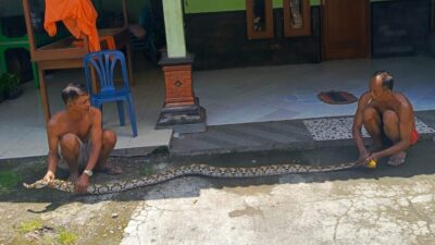Ular Sebesar Lengan Orang Dewasa Gegerkan Warga Jatisawit