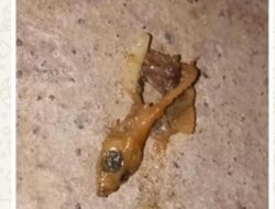 Viral Temuan Cicak dalam MBG Anak TK di Paliyan Gunungkidul, Kodim Tegaskan Pengawasan SPPG Diperketat
