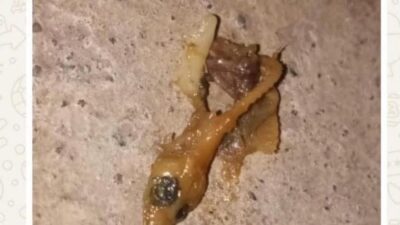 Viral Temuan Cicak dalam MBG Anak TK di Paliyan Gunungkidul, Kodim Tegaskan Pengawasan SPPG Diperketat