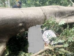 Tragis di Lembah UGM: Kakek dan Cucu Asal Balikpapan Tertimpa Pohon Randu Raksasa saat Melintas Boncengan