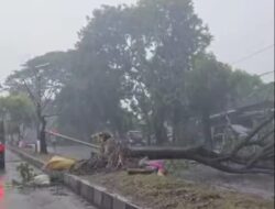 Cuaca Ekstrem Terjang DIY: Tiga Kabupaten Dilanda Hujan Lebat dan Angin Kencang, Rumah hingga Mobil Ringsek