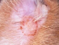Dipertapa Kulon Progo Imbau Warga Waspada Penularan Ringworm dari Kucing ke Manusia
