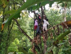 Warga Perengkembang Dihebohkan Orang Gantung Diri di Pohon Asam yang Tinggi