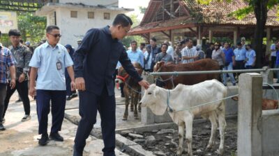 Wabup Sleman Pastikan Ketersediaan dan Kesehatan Hewan Kurban Jelang Iduladha, Imbau Kemasan Daging Kurban Memakai Besek