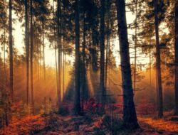 50 Ide Caption Pagi Hari untuk WA dan IG, Singkat, Aesthetic, dan Bikin Feed Lebih Menarik