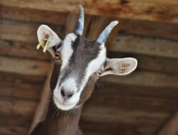 Aturan Kurban Kambing Bisa Untuk Berapa Orang? Ini Penjelasan Sesuai Syariat Islam