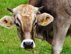 Daftar Harga Sapi dan Kambing Kurban di Jateng untuk Idul Adha 2026, Ini Rinciannya