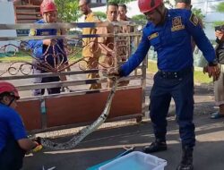 Ular Sanca 2,7 Meter di Depan Rumdin Bupati Gunungkidul, Tiga Motor Kecelakaan Beruntun saat Pengendara Rem Mendadak