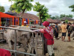 Ratusan Ternak Terpapar PMK di Bantul, Pemerintah Kejar Target 27.500 Dosis Vaksin