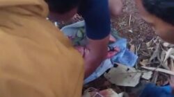 Penemuan Bayi Baru Lahir di Semin Gunungkidul Gegerkan Warga, Ditemukan dalam Tas di Kebun