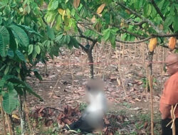 Geger Penemuan Jenazah Perempuan Muda di Gunungkidul, Penyebab Kematian Masih Didalami